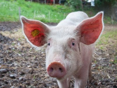 Pig