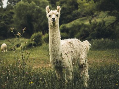 Llama &amp; Alpaca