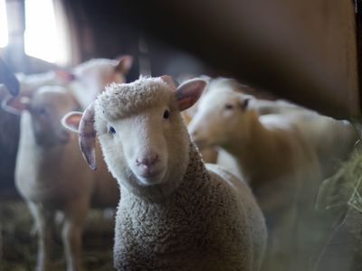 Sheep