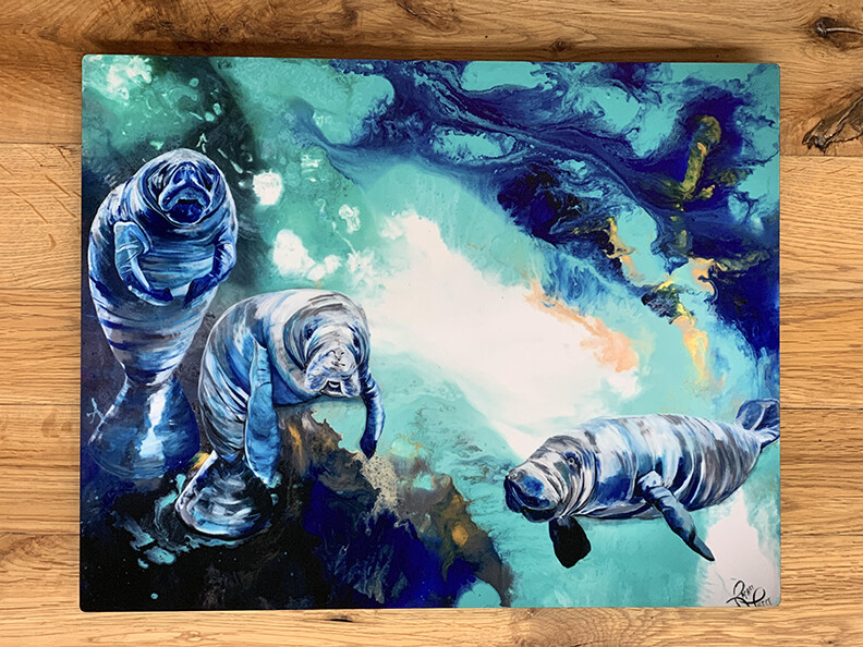 By Peaceful Manatees 11 x 14 Metal Print