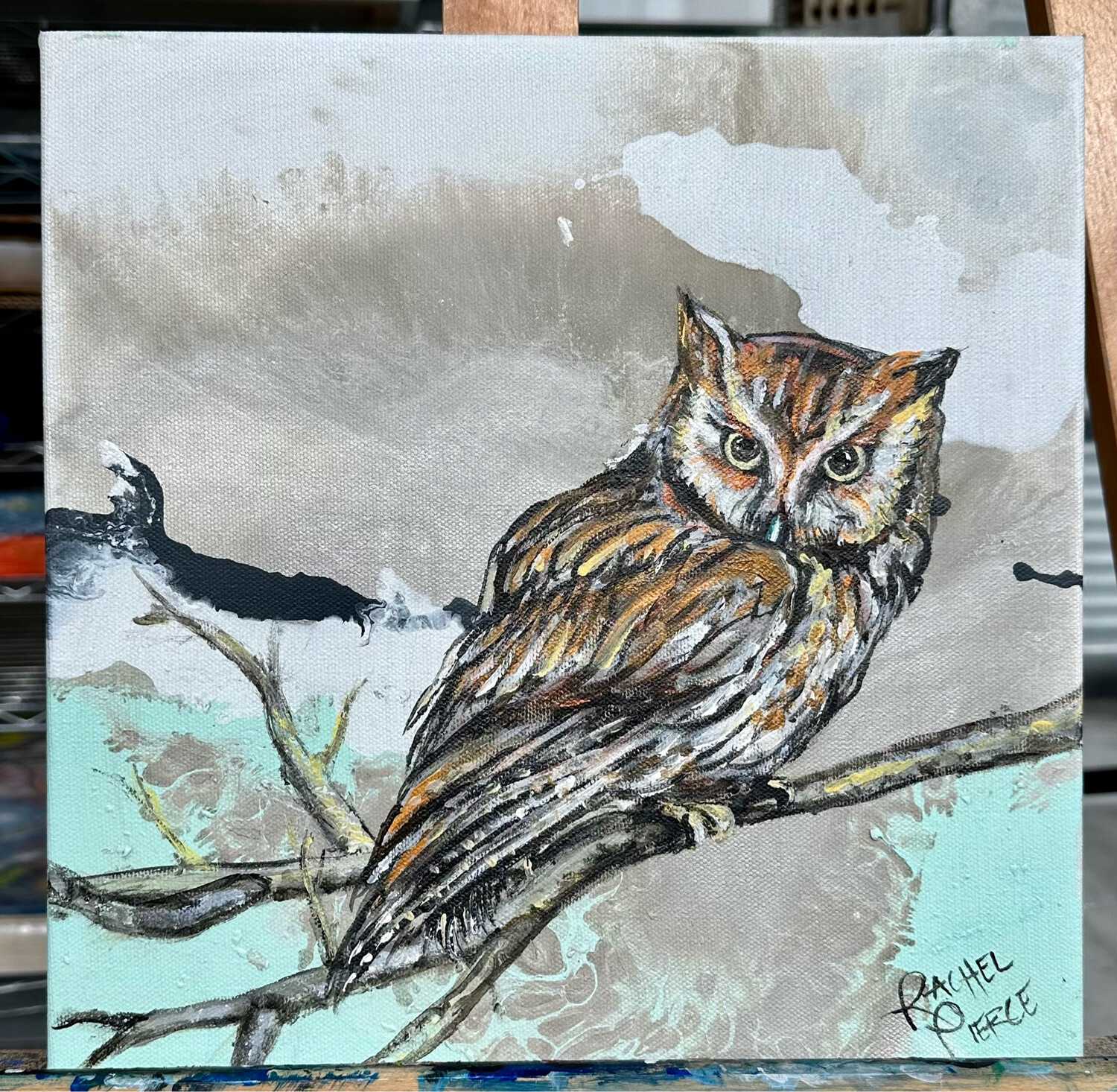 Screech Owl