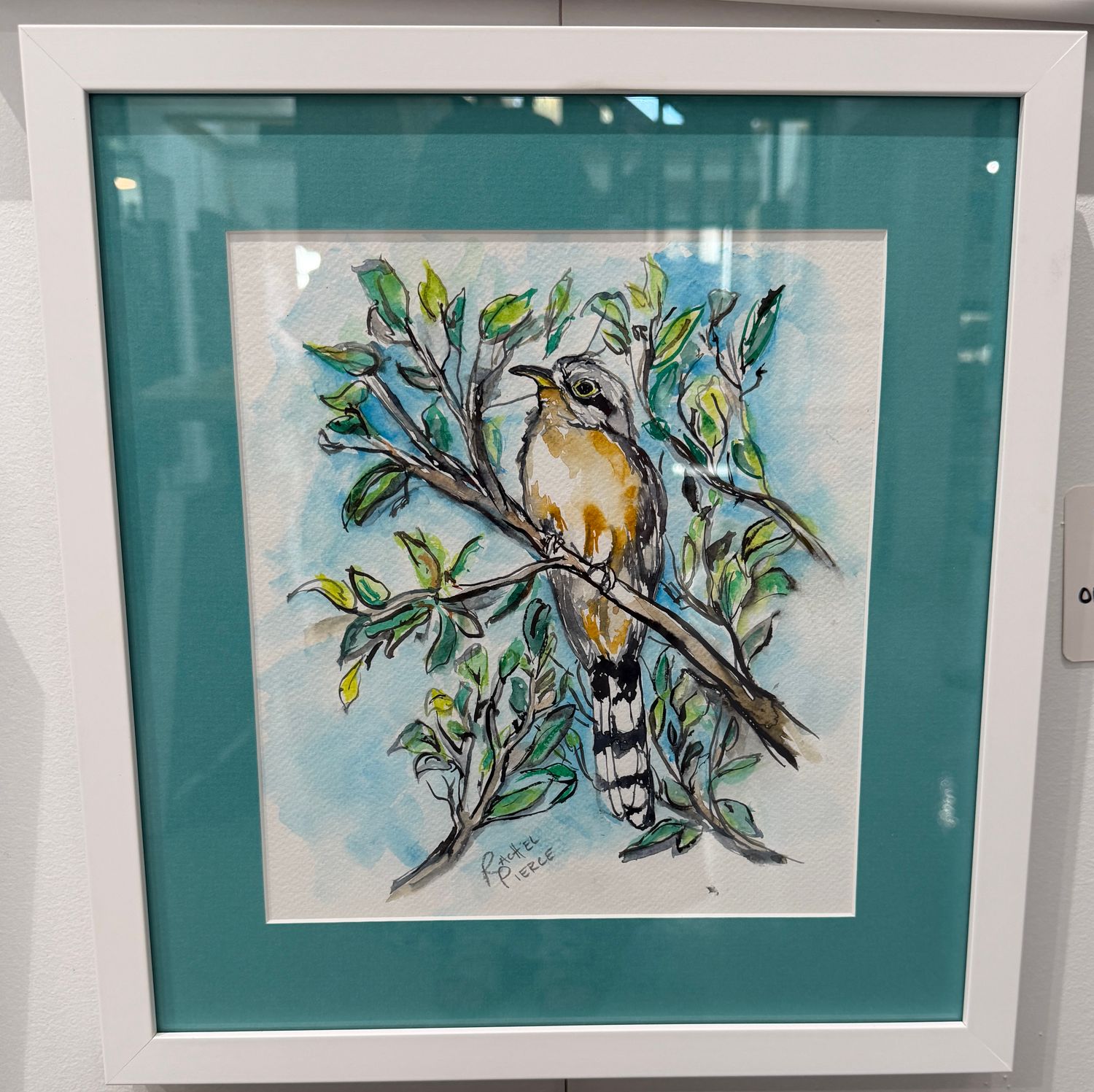 Mangrove Cuckoo Original Watercolor