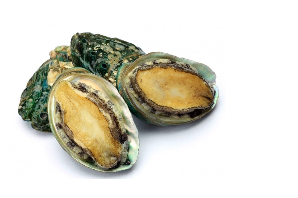 Abalone della Bretagna