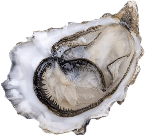 Speciale Oyster House