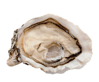 MARIE MORGANE RITIRO PRESSO OYSTER POINT