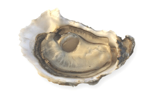 AGATA OYSTER POINT - Express DISPONIBILI SUBITO