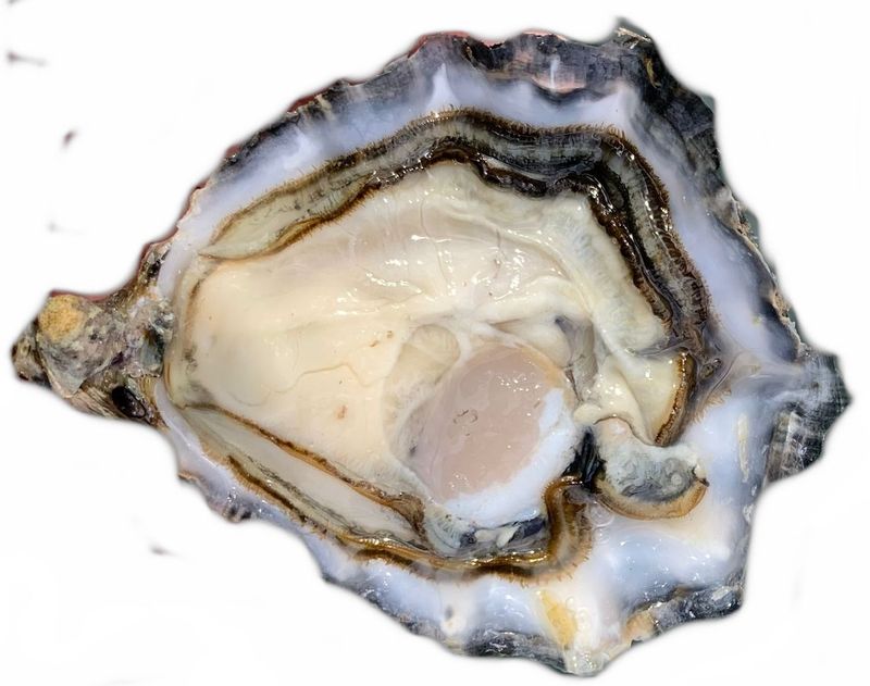 Regina della Camarga