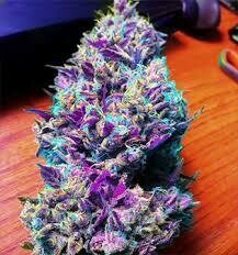PURPLE KUSH