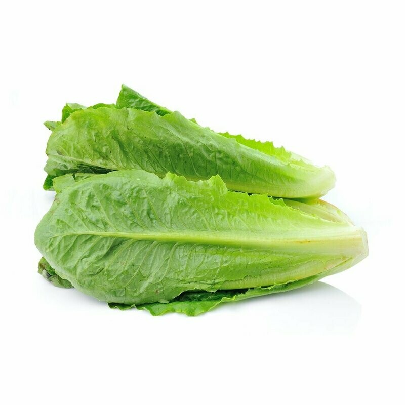 LECHUGA ROMANA X UND