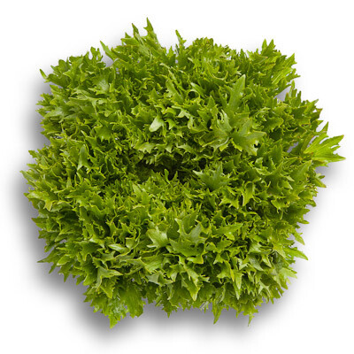 LECHUGA CRIOLLA   X UD