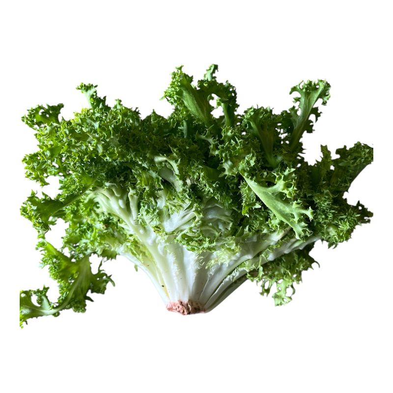 LECHUGA ESCAROLA X UND
