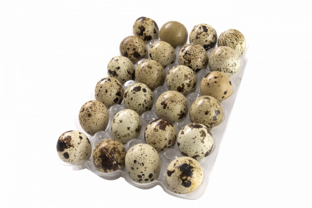 HUEVOS DE CODORNIZ X 24 UD