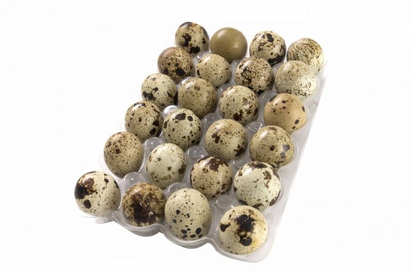 HUEVOS DE CODORNIZ X 24 UD