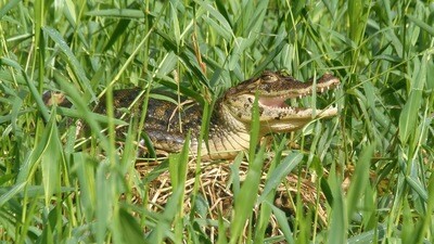 Private Canals tour &amp; wildilfe spotting on Canoe
