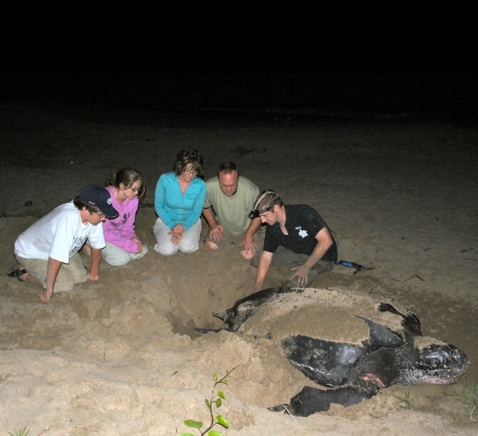 Turtle tour from 1st July till 31st October  (Green sea turtles)