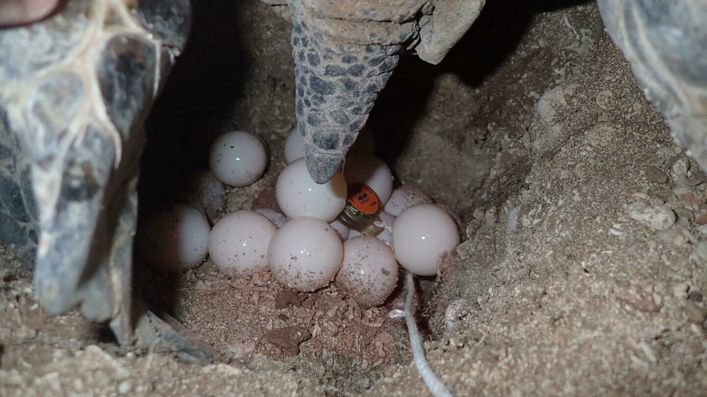 Turtle tour from 1st July till 31st October  (Green sea turtles)
