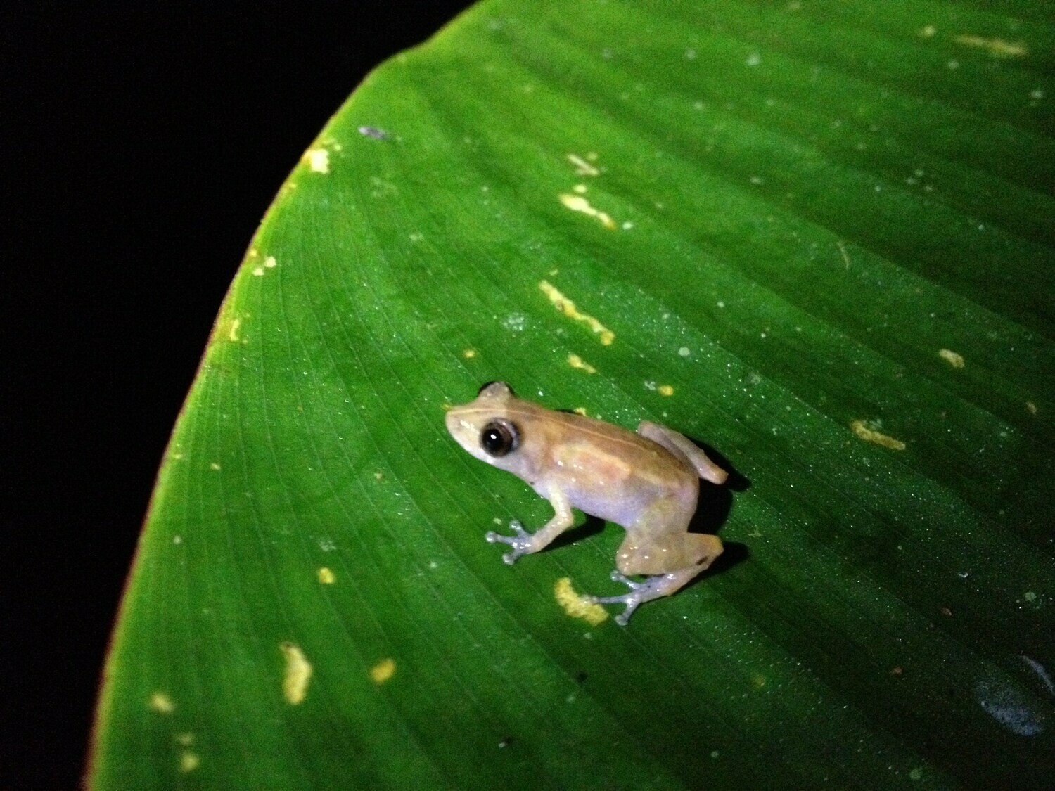 Night walk &amp; wildlife spotting