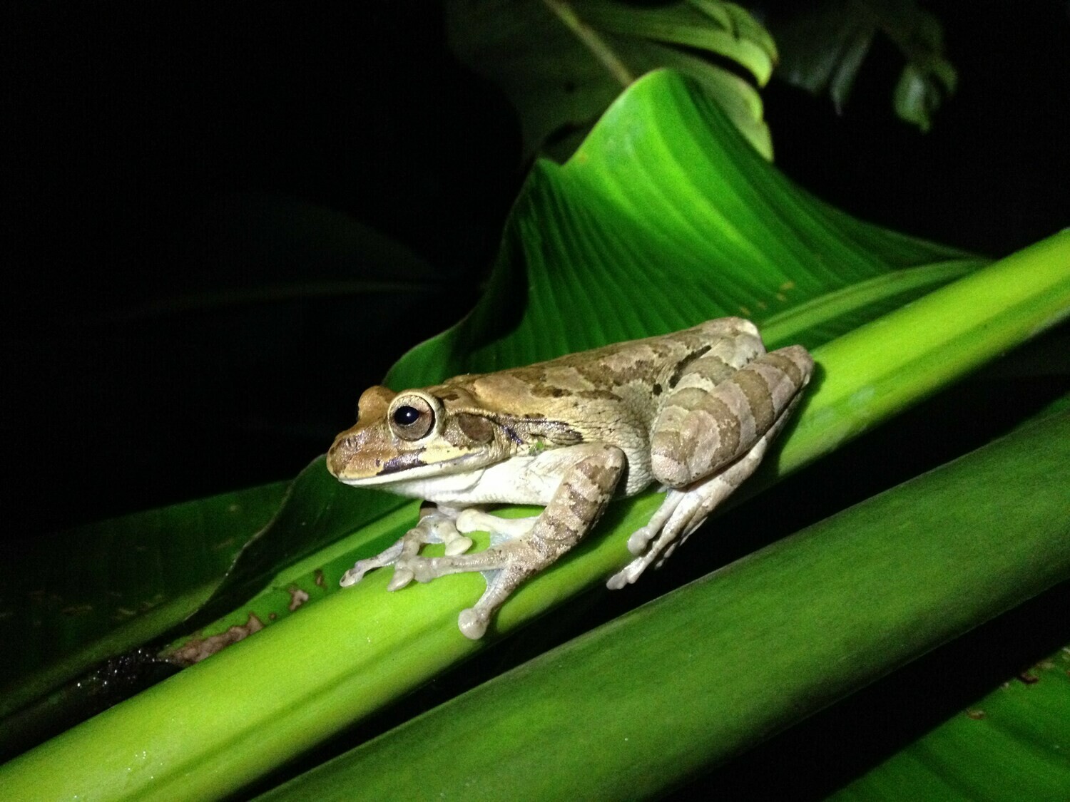 Night walk &amp; wildlife spotting