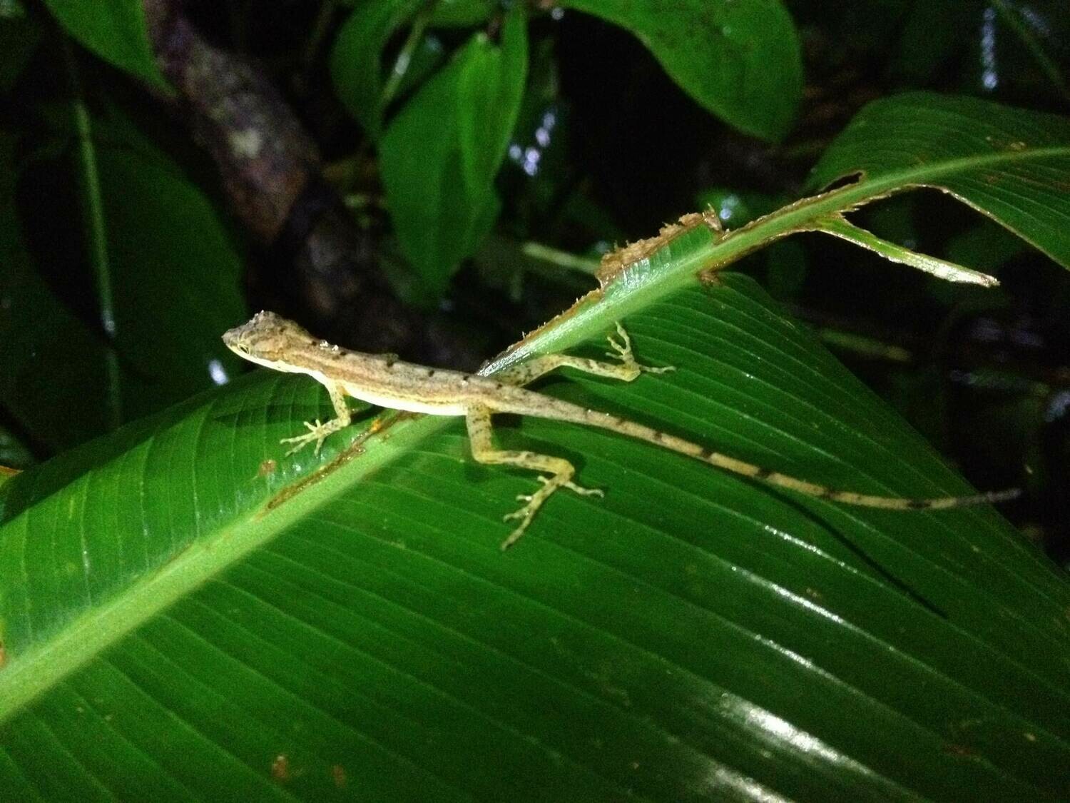 Night walk &amp; wildlife spotting