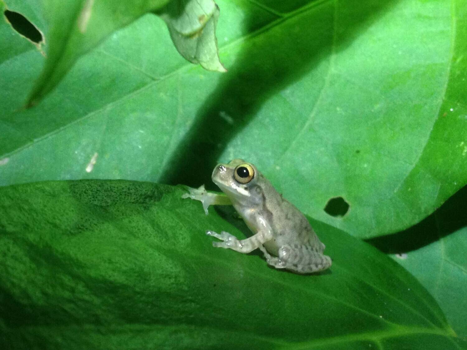 Night walk &amp; wildlife spotting