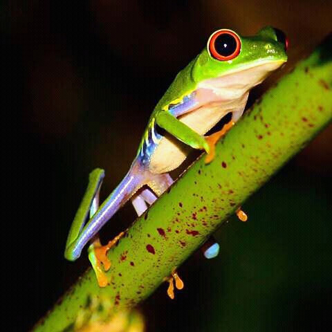 Night walk &amp; wildlife spotting