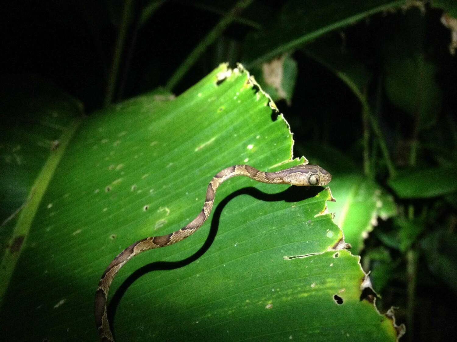 Night walk &amp; wildlife spotting