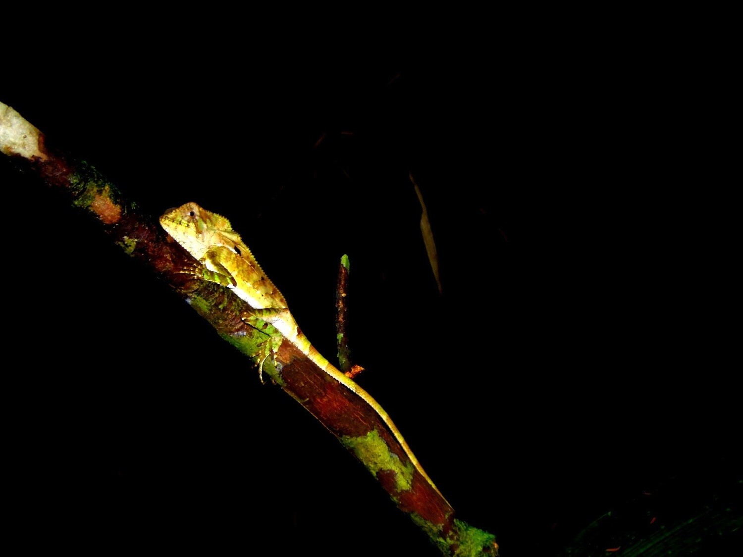 Night walk &amp; wildlife spotting