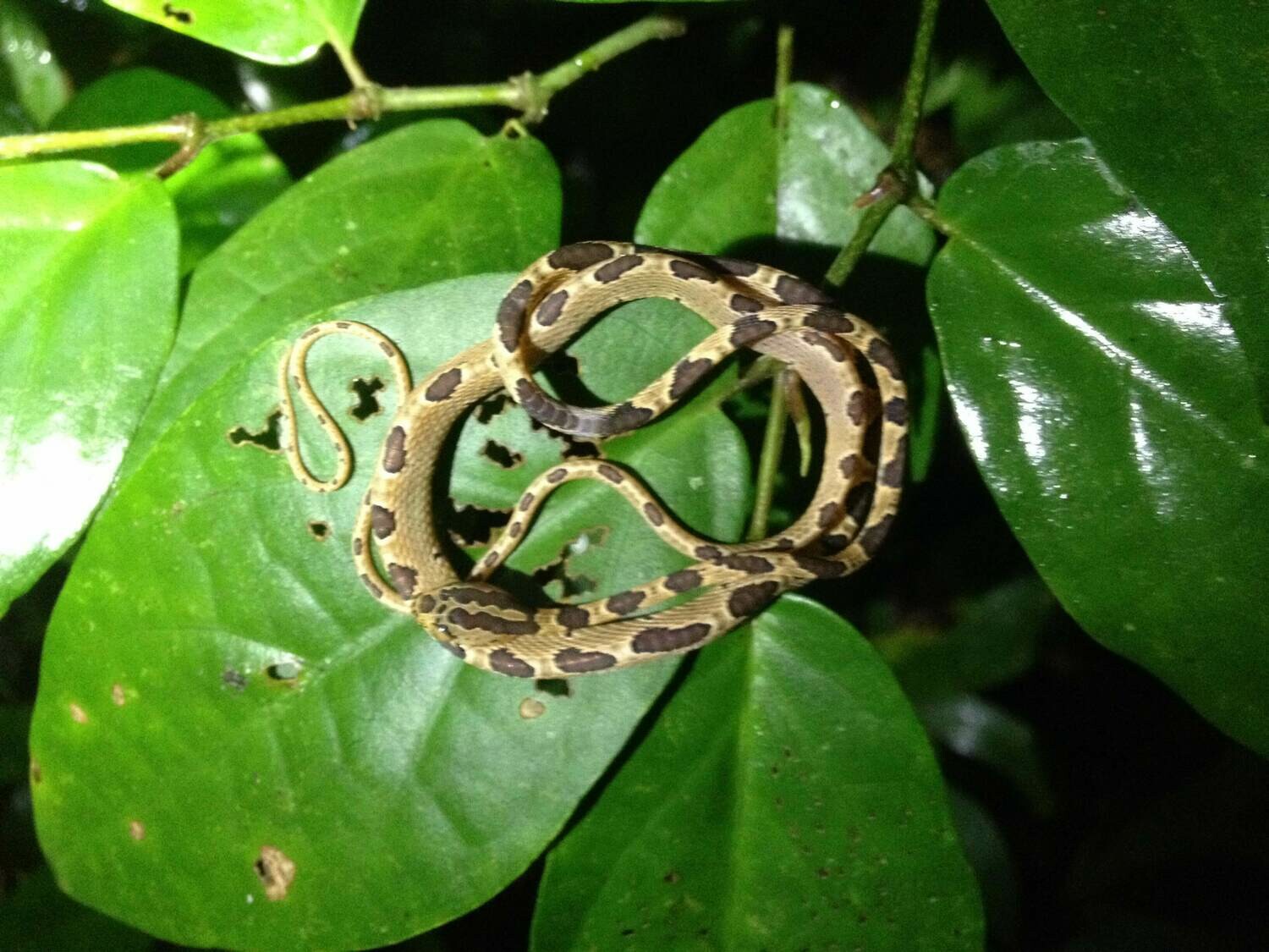 Night walk &amp; wildlife spotting