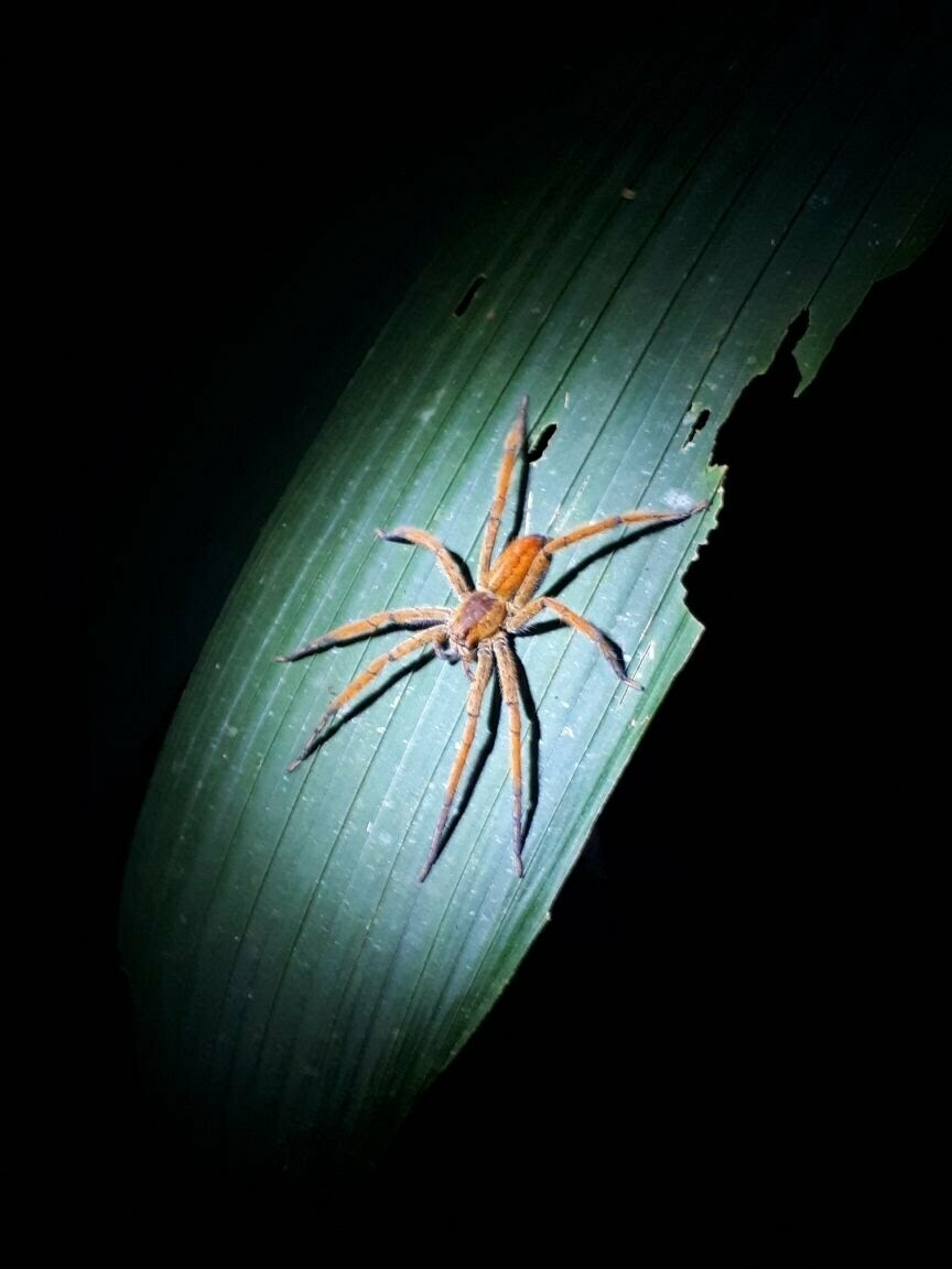 Night walk &amp; wildlife spotting
