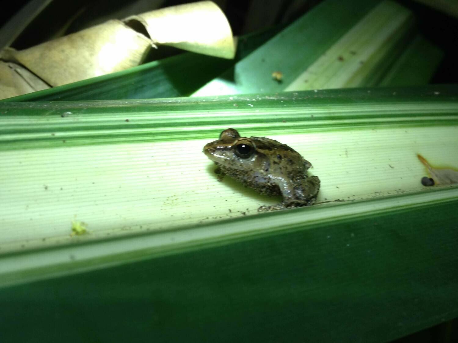 Night walk &amp; wildlife spotting