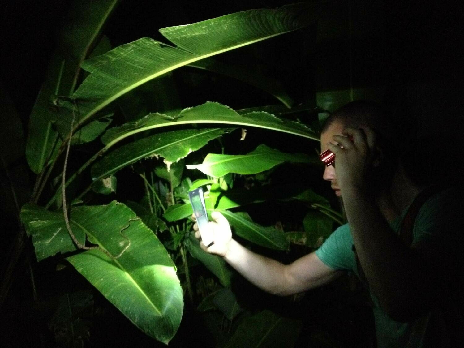 Night walk &amp; wildlife spotting