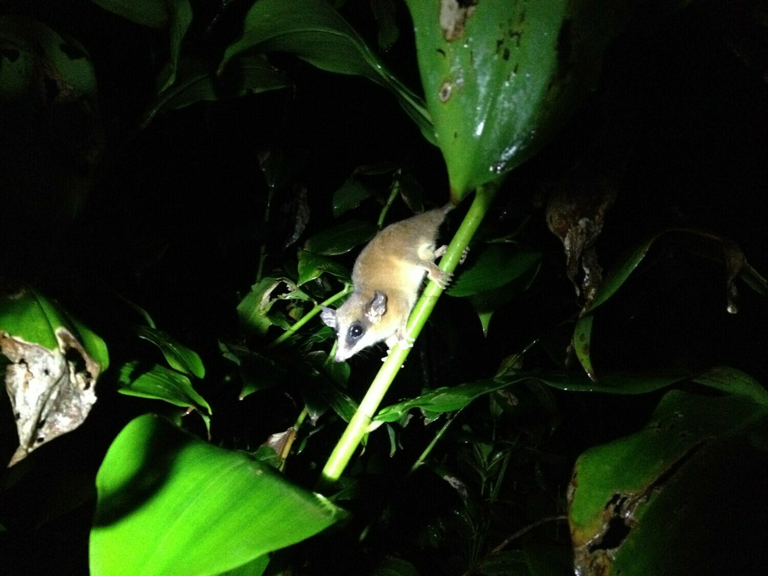 Night walk &amp; wildlife spotting