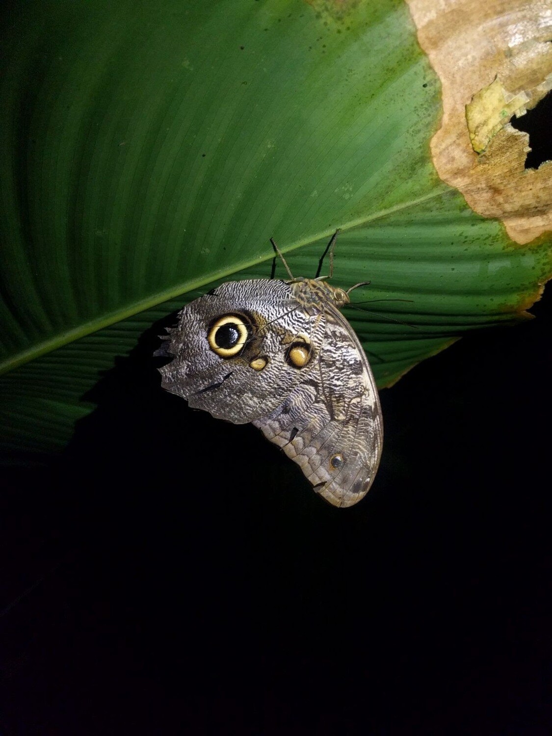 Night walk &amp; wildlife spotting