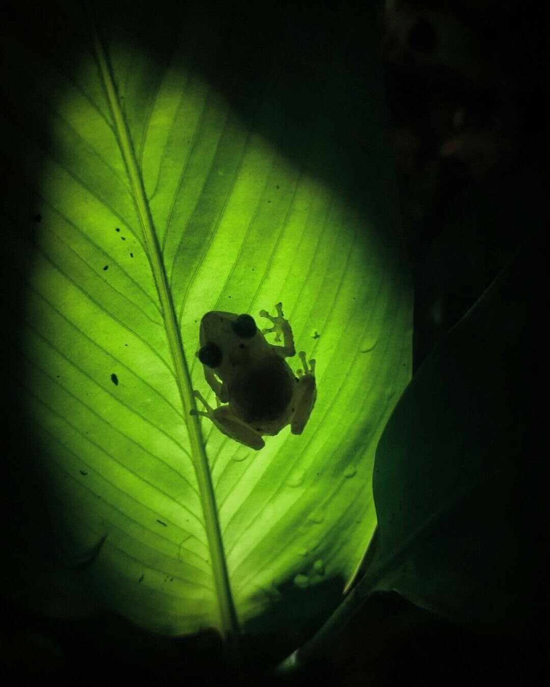 Night walk &amp; wildlife spotting