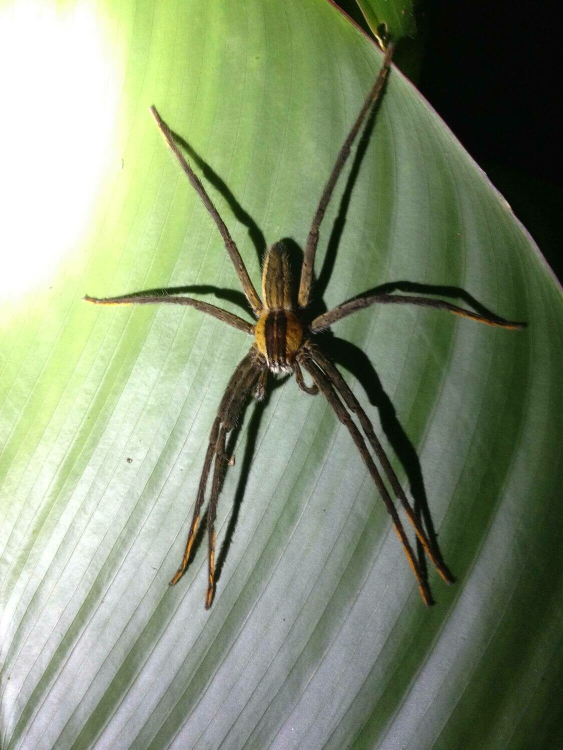 Night walk &amp; wildlife spotting