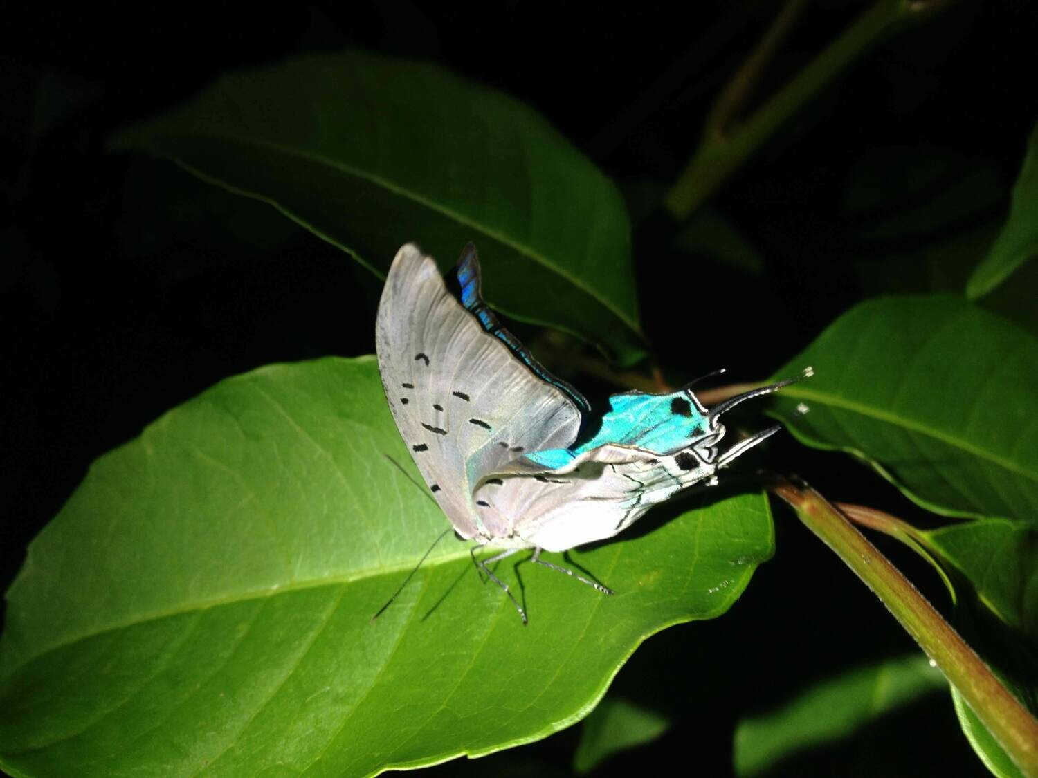 Night walk &amp; wildlife spotting