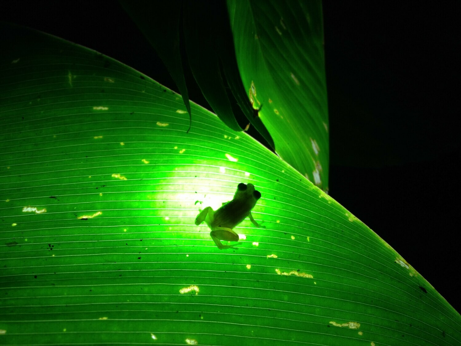 Night walk &amp; wildlife spotting