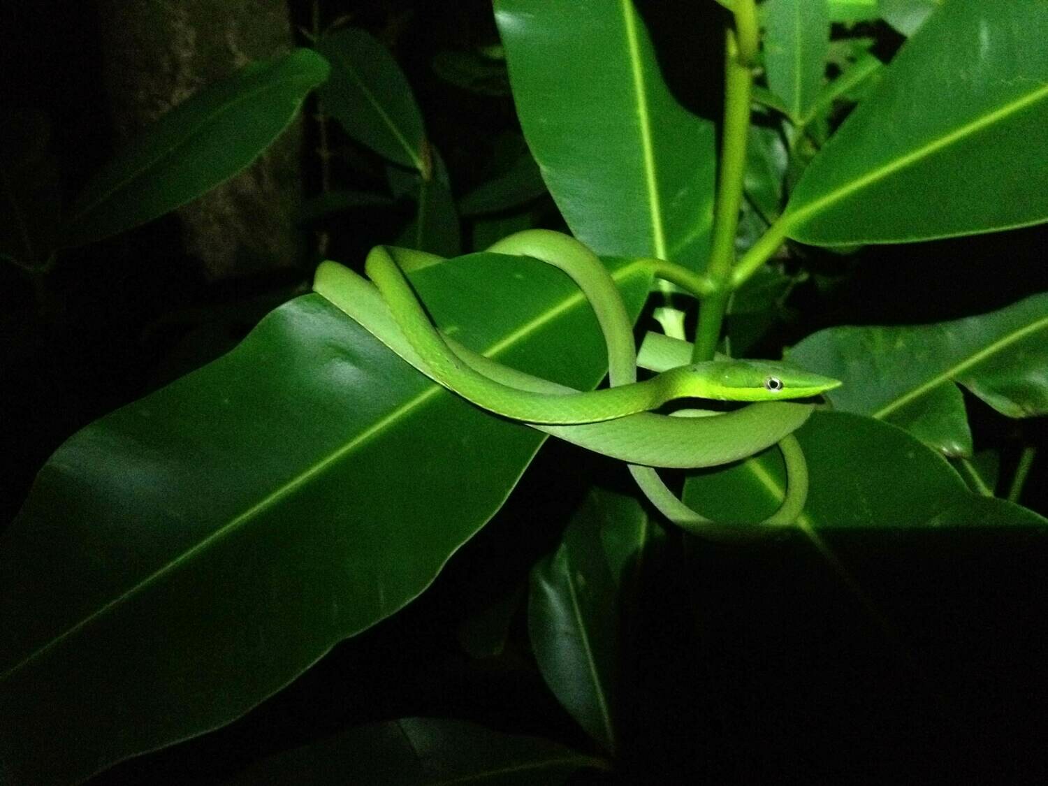 Night walk &amp; wildlife spotting