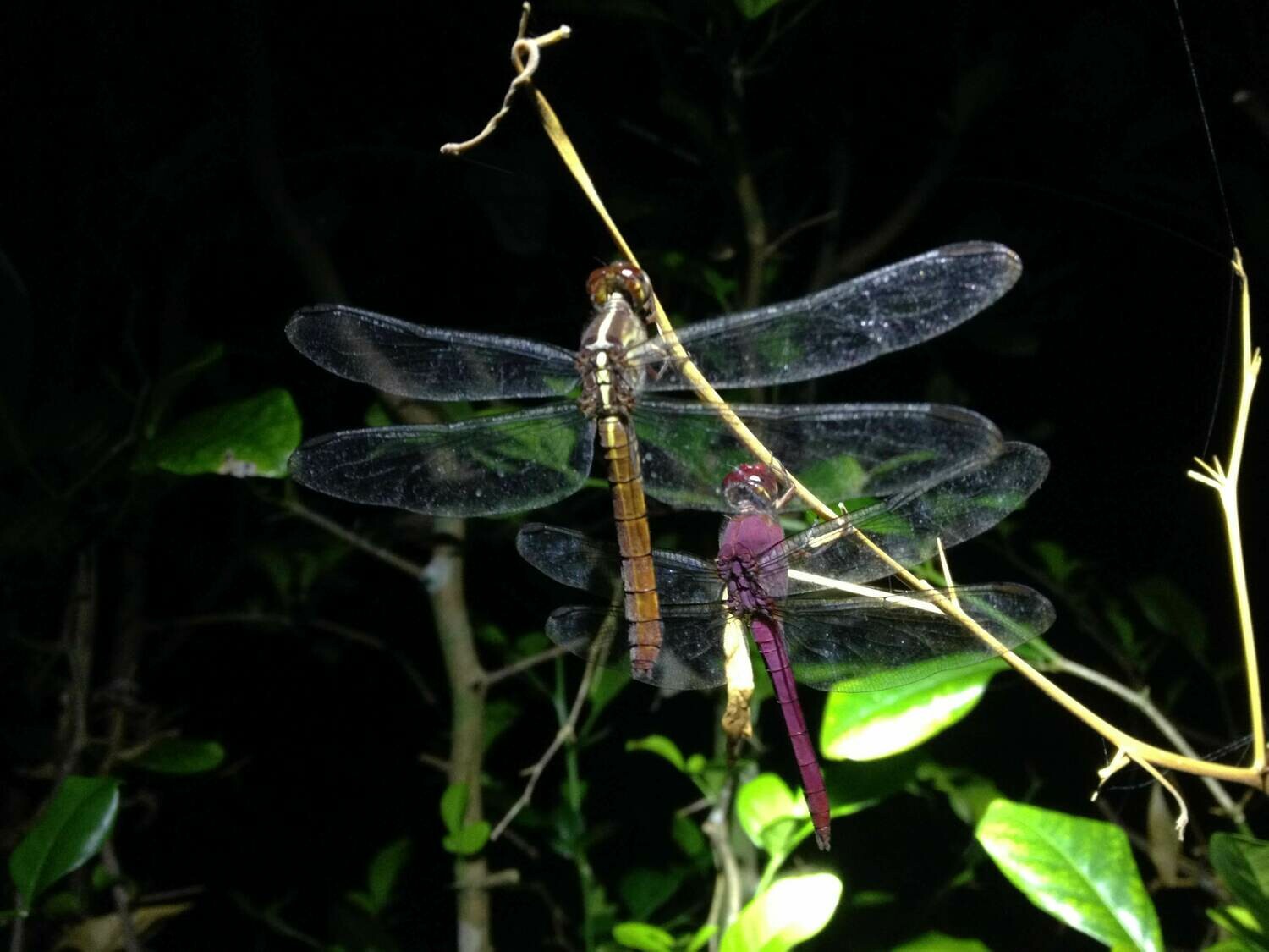 Night walk &amp; wildlife spotting
