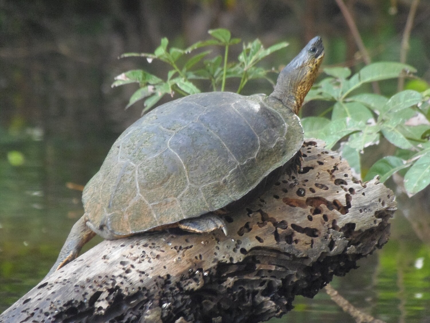 3 Tours  Deal Package : Canoe tour  + Nature walk + Turtle tour or Night walk (when no turtles)