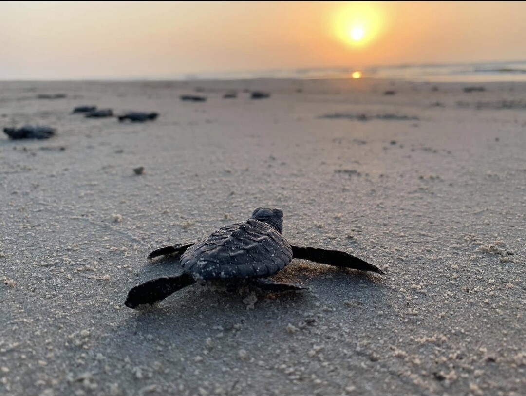 Turtle hatching tour from 1st sept till 31st Dec