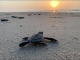 Turtle hatching tour from 1st sept till 31st Dec