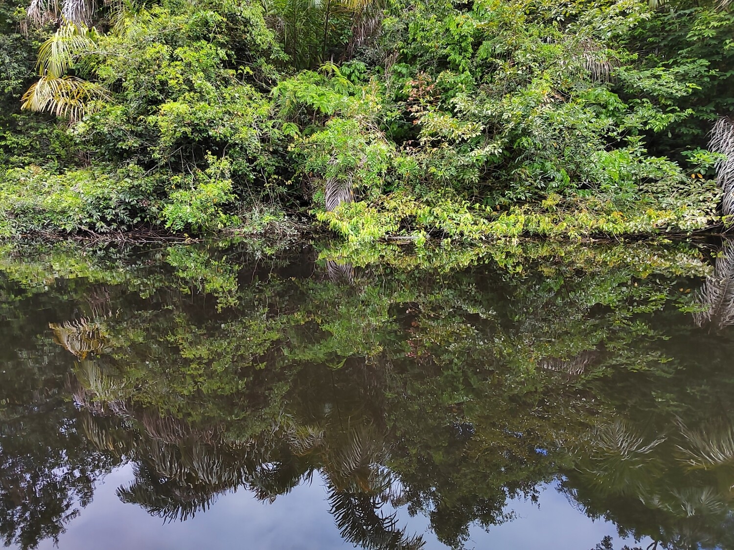Motor boat wildlife spotting