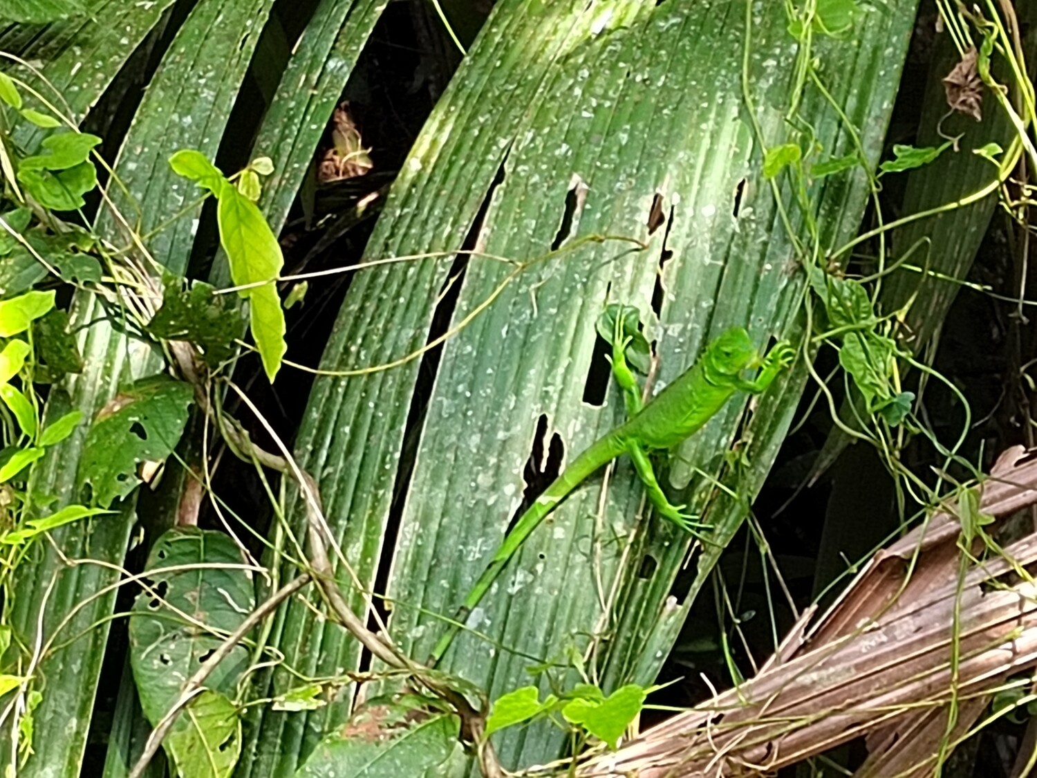 Motor boat wildlife spotting