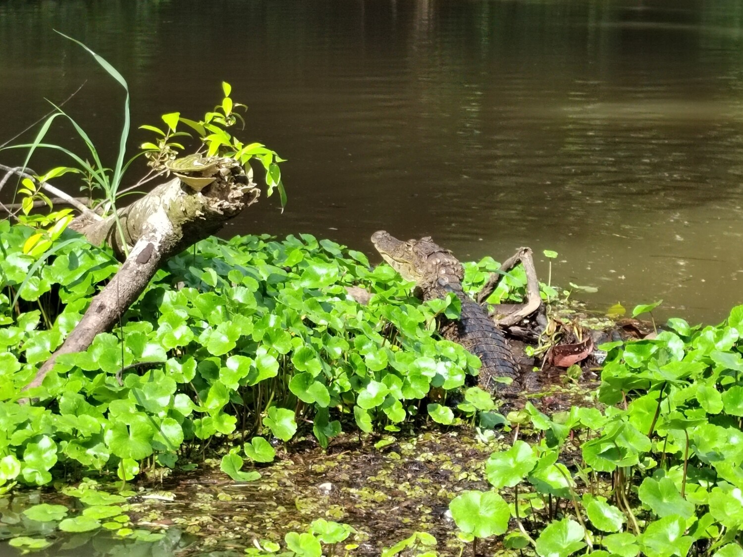 3 Tours  Deal Package : Canoe tour  + Nature walk + Turtle tour or Night walk (when no turtles)