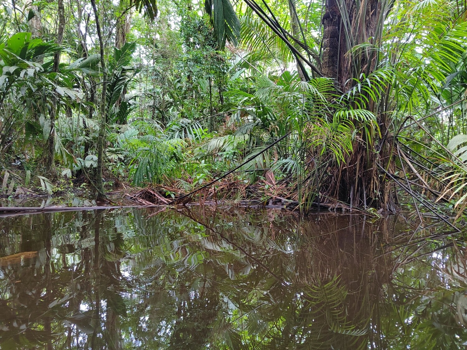 3 Tours  Deal Package : Canoe tour  + Nature walk + Turtle tour or Night walk (when no turtles)