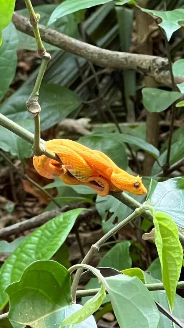 Nature  walk - Jaguar trail 