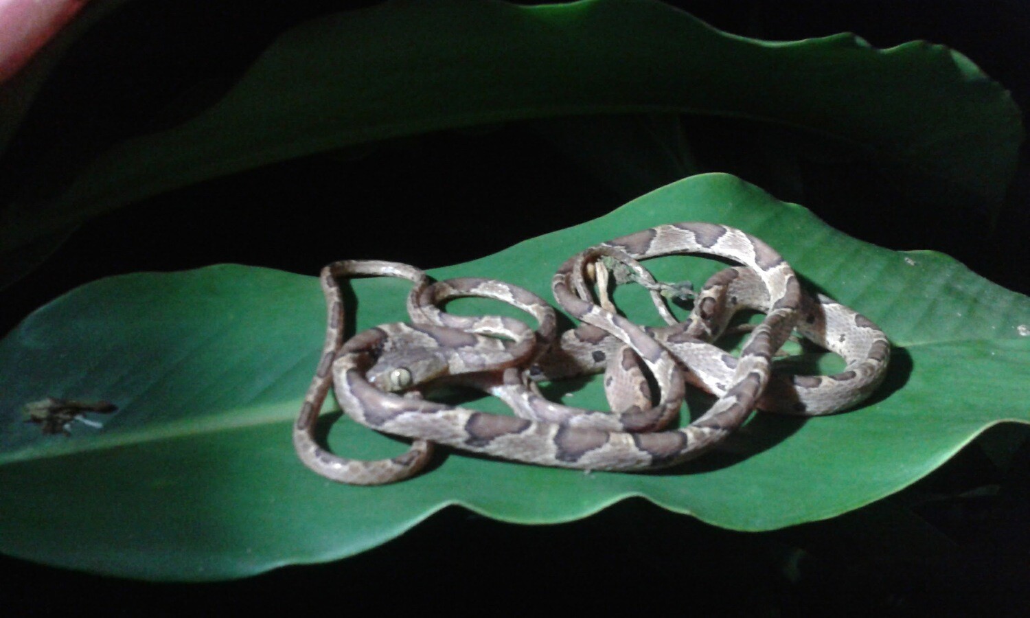 3 Tours  Deal Package : Canoe tour  + Nature walk + Turtle tour or Night walk (when no turtles)