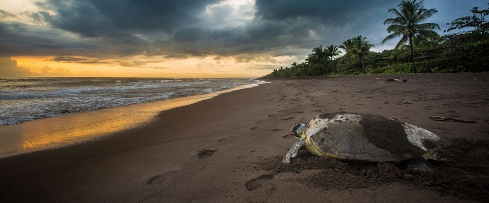 3 Tours  Deal Package : Canoe tour  + Nature walk + Turtle tour or Night walk (when no turtles)