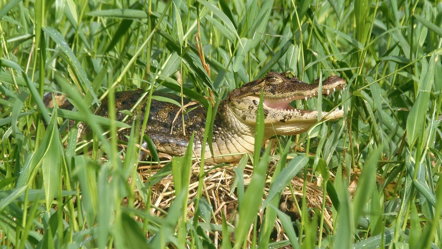 Canoe Canals tour &amp; wildilfe spotting